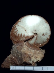 Österreich/Steiermark