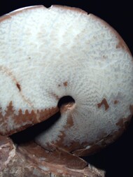 Österreich/Steiermark