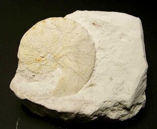 Deutschland/Mecklenburg-Vorpommern/Vorpommern-Rügen, Landkreis/Rügen, Insel/Promoisel