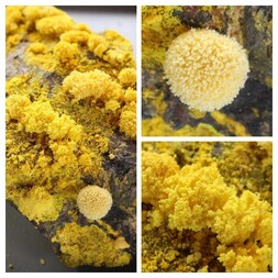 Deutschland/Baden-Württemberg/Freiburg, Bezirk/Waldshut, Landkreis/St. Blasien, Stadtgemeinde/Menzenschwand, Ortsteil/Krunkelbach