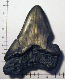 Niederlande/Zeeland, Provinz/Cadzand