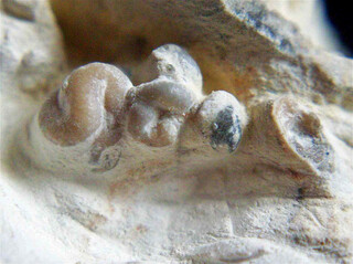 Deutschland/Mecklenburg-Vorpommern/Rostock, Landkreis/Kühlungsborn