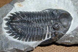 Marokko/Drâa-Tafilalet, Region/Errachidia (Er-Rachidia), Provinz/Er-Rissani, Cercle/Fezzou