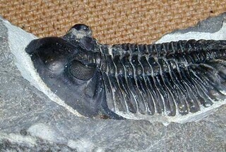 Marokko/Drâa-Tafilalet, Region/Errachidia (Er-Rachidia), Provinz/Er-Rissani, Cercle/Fezzou