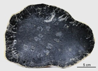 USA/Wyoming/Lincoln County/Kemmerer/Tempskya-Fundstelle