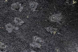 USA/Wyoming/Lincoln County/Kemmerer/Tempskya-Fundstelle