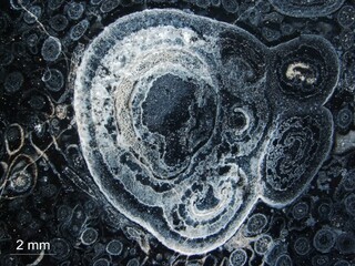 USA/Wyoming/Lincoln County/Kemmerer/Tempskya-Fundstelle