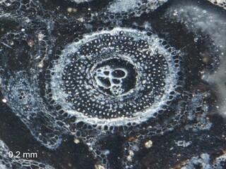 USA/Wyoming/Lincoln County/Kemmerer/Tempskya-Fundstelle