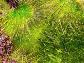 Demokratische Republik Kongo/Katanga (Shaba), Provinz/Lualaba, Distrikt/Kolwezi, Revier/Kolwezi, Stadt/Musonoi