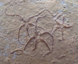 Deutschland/Bayern/Niederbayern, Bezirk/Kelheim, Landkreis/Neustadt an der Donau, Stadt/Hienheim, Ortsteil/Steinbruch Hienheim