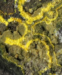 Deutschland/Baden-Württemberg/Karlsruhe, Bezirk/Rhein-Neckar-Kreis/Mauer/Steinbruch Hartmann (Steinbruch am Schneeberg)