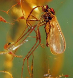 Deutschland/Sachsen-Anhalt/Anhalt-Bitterfeld, Landkreis/Bitterfeld-Wolfen, Stadtgemeinde/Bitterfeld, Ortsteil/Tagebau Goitzsche