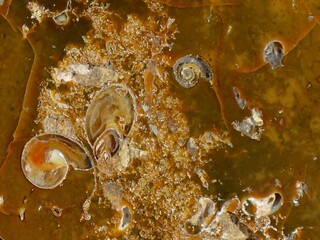 Deutschland/Rheinland-Pfalz/Bad Kreuznach, Landkreis/Bad Sobernheim/Staudernheim