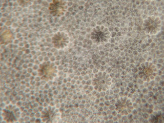 Deutschland/Rheinland-Pfalz/Vulkaneifel, Landkreis/Üxheim/Steinbrüche Ahütte