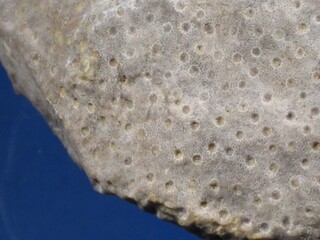 Deutschland/Rheinland-Pfalz/Vulkaneifel, Landkreis/Üxheim/Steinbrüche Ahütte