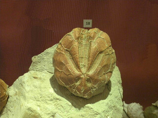 Griechenland/Südliche Ägäis (Νότιο Αιγαίο)/Rhodos, Insel/Archangelos-Lindos/Malonas