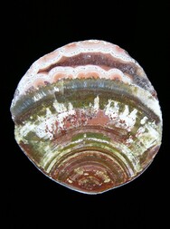 Deutschland/Rheinland-Pfalz/Südliche Weinstraße, Landkreis/Waldhambach/Steinbruch Kuhn