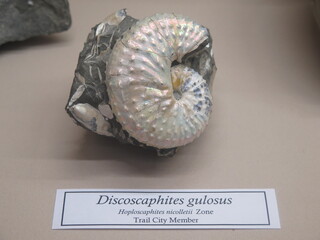 USA/South Dakota/Dewey County/Fox Hills Formation