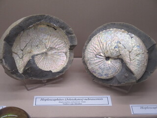 USA/South Dakota/Dewey County/Fox Hills Formation