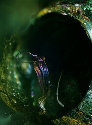 Deutschland/Saarland/St. Wendel, Landkreis/Nonnweiler/Braunshausen/Braunshausen, Schlackenfundstelle