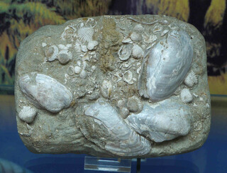 Deutschland/Baden-Württemberg/Tübingen, Bezirk/Biberach, Landkreis/Kirchberg an der Iller/Molasseaufschlüsse