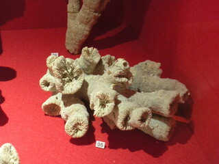 Deutschland/Baden-Württemberg/Stuttgart, Bezirk/Heidenheim, Landkreis/Nattheim/Riffschuttkalk-Fossilfundstellen