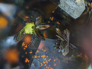 Deutschland/Baden-Württemberg/Freiburg, Bezirk/Waldshut, Landkreis/St. Blasien, Stadtgemeinde/Menzenschwand, Ortsteil/Krunkelbach