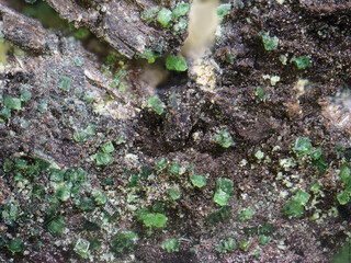 Deutschland/Sachsen/Erzgebirgskreis/Aue-Bad Schlema, Große Kreisstadt/Lagerstätte Schlema-Alberoda/Schacht 371