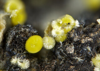 Deutschland/Sachsen/Erzgebirgskreis/Annaberg, Revier/Annaberg-Buchholz/Kleinrückerswalde/Grube Uranus