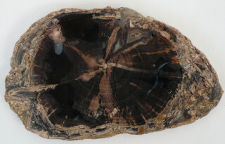 USA/Wyoming/Sweetwater County/Blue Forest