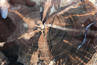 USA/Wyoming/Sweetwater County/Blue Forest