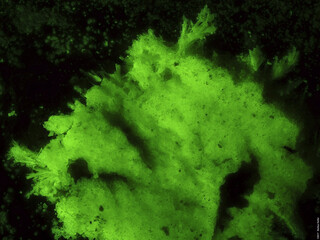 USA/Utah/San Juan County/Blue Lizard Mine