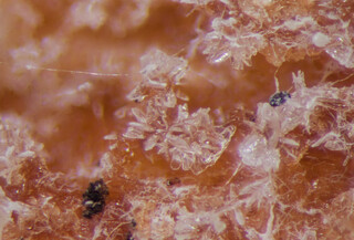 Deutschland/Bayern/Oberbayern, Bezirk/Rosenheim, Landkreis/Raubling, Gemeinde/Moor zwischen Bad Feilnbach und Raubling