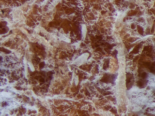 Deutschland/Bayern/Oberbayern, Bezirk/Rosenheim, Landkreis/Raubling, Gemeinde/Moor zwischen Bad Feilnbach und Raubling