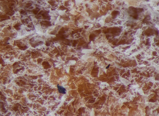 Deutschland/Bayern/Oberbayern, Bezirk/Rosenheim, Landkreis/Raubling, Gemeinde/Moor zwischen Bad Feilnbach und Raubling