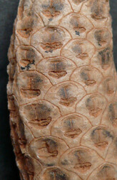 Westsahara/Oued ed Dahab-Lagouira, Region/Ad-Dakhla