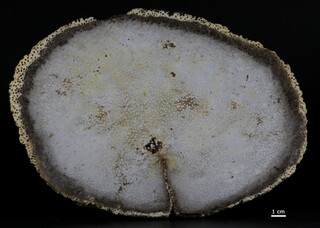 Deutschland/Bayern/Niederbayern, Bezirk/Passau, Landkreis/Ortenburg, Gemeinde/Rauscheröd, Ortsteil/Kieswerk Alex Rauscheröd