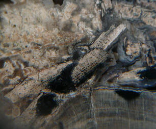 USA/Wyoming/Sweetwater County/Blue Forest