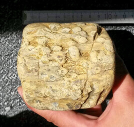 Deutschland/Hessen/Darmstadt, Bezirk/Main-Taunus-Kreis/Hattersheim am Main