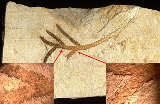 Deutschland/Bayern/Mittelfranken, Bezirk/Weißenburg-Gunzenhausen, Landkreis/Solnhofen, Gemeinde/Kalksteinbrüche