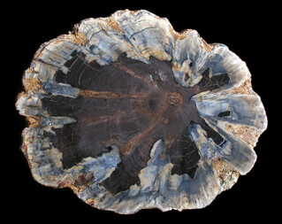 USA/Colorado/Montezuma County/McElmo Creek