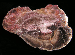 Argentinien/Patagonien