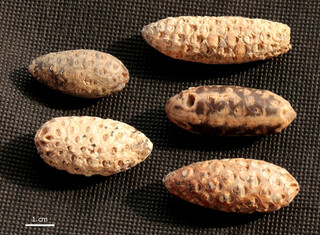 Westsahara/Laâyoune-Sakia El Hamra, Region/Boujdour (Bojador), Provinz/Boujdour