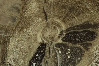 Westsahara/Laâyoune-Sakia El Hamra, Region/Boujdour (Bojador), Provinz/Boujdour