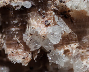 Deutschland/Bayern/Oberbayern, Bezirk/Rosenheim, Landkreis/Raubling, Gemeinde/Moor zwischen Bad Feilnbach und Raubling