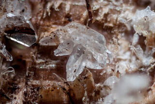 Deutschland/Bayern/Oberbayern, Bezirk/Rosenheim, Landkreis/Raubling, Gemeinde/Moor zwischen Bad Feilnbach und Raubling