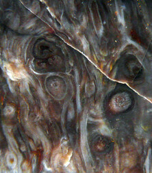 USA/Wyoming/Lincoln County/Kemmerer/Tempskya-Fundstelle