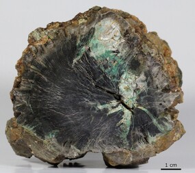 Marokko/Marrakesch-Safi, Region/El Kelaâ des Sraghna, Provinz/Sidi Rahhal/Fossiler (kupfervererzter) Wald