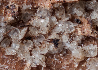 Deutschland/Bayern/Oberbayern, Bezirk/Rosenheim, Landkreis/Raubling, Gemeinde/Moor zwischen Bad Feilnbach und Raubling