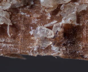 Deutschland/Bayern/Oberbayern, Bezirk/Rosenheim, Landkreis/Raubling, Gemeinde/Moor zwischen Bad Feilnbach und Raubling